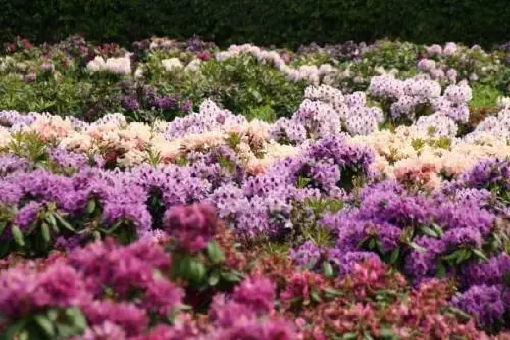 Hotel Haus Ammerland