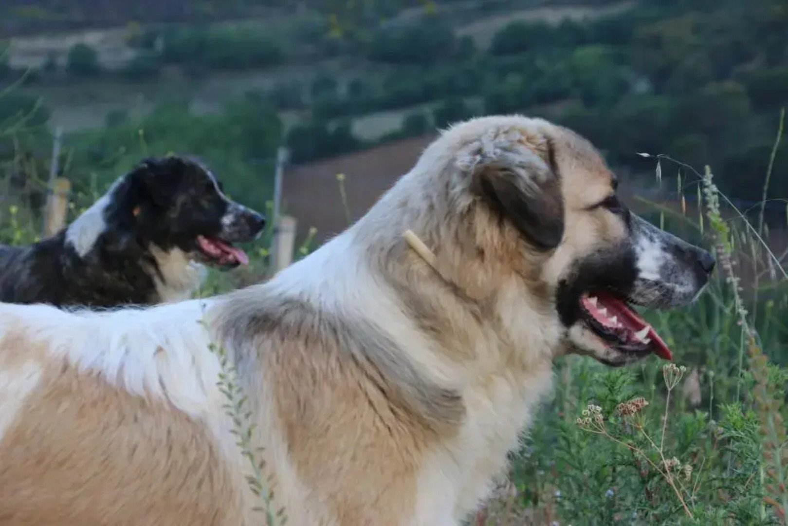 La Roverella Bed  Breakfast