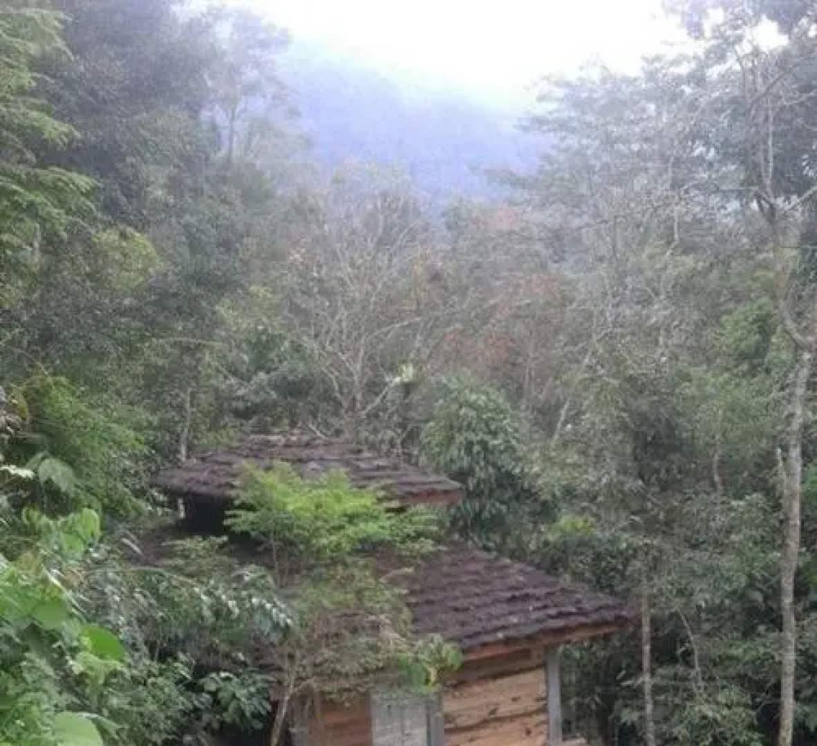Sumatra Rainforest Eco Retreat