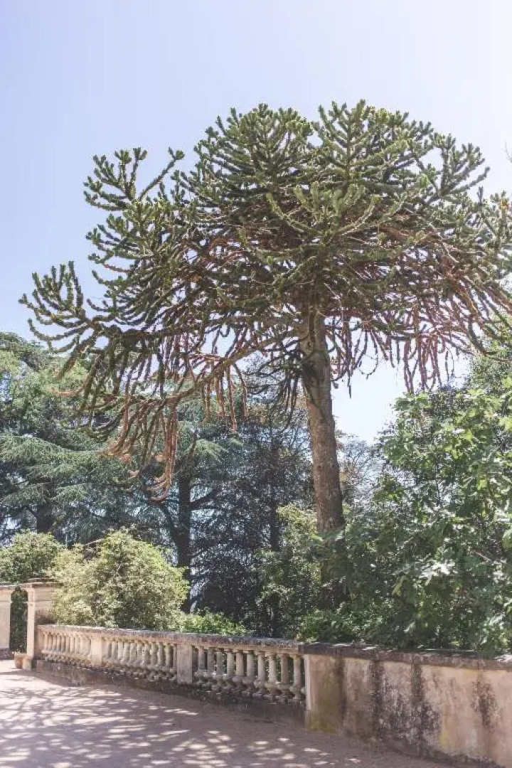 Château de Bellevue