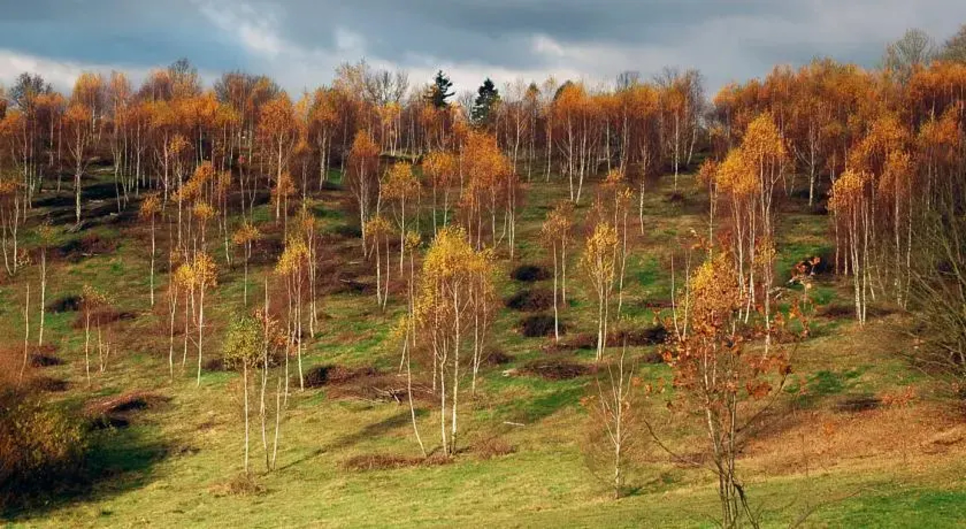 Siedlisko Lecą Żurawie
