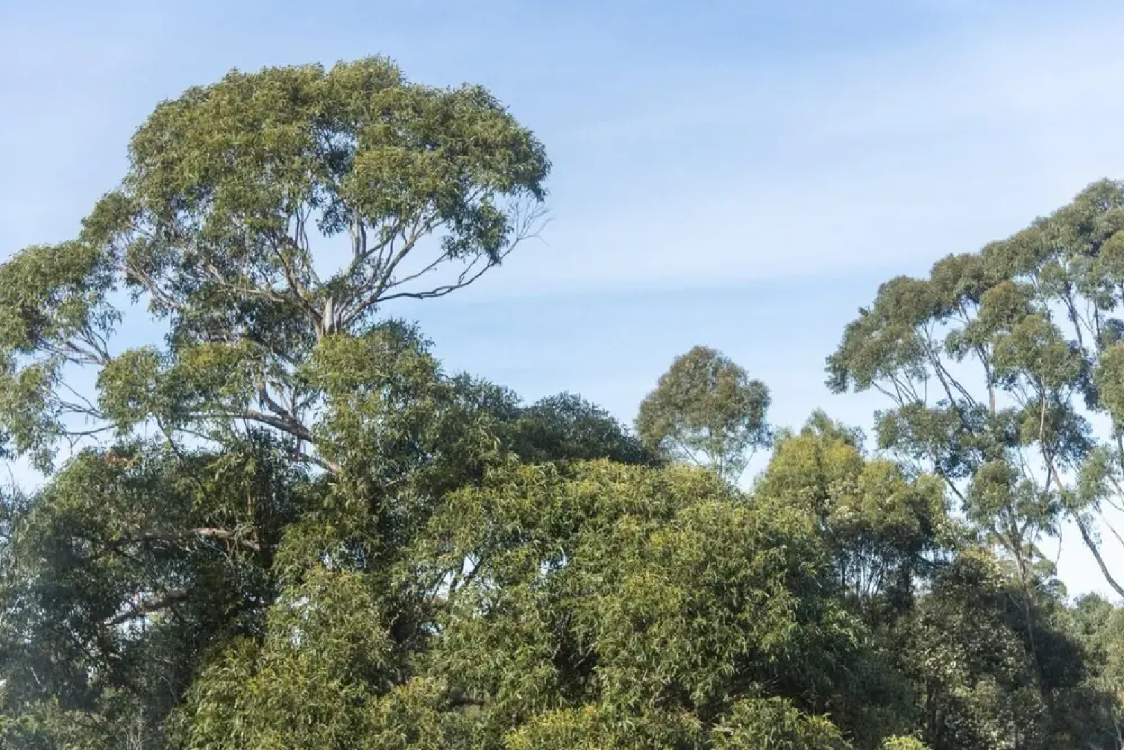 Seatreat in Burrill Lake