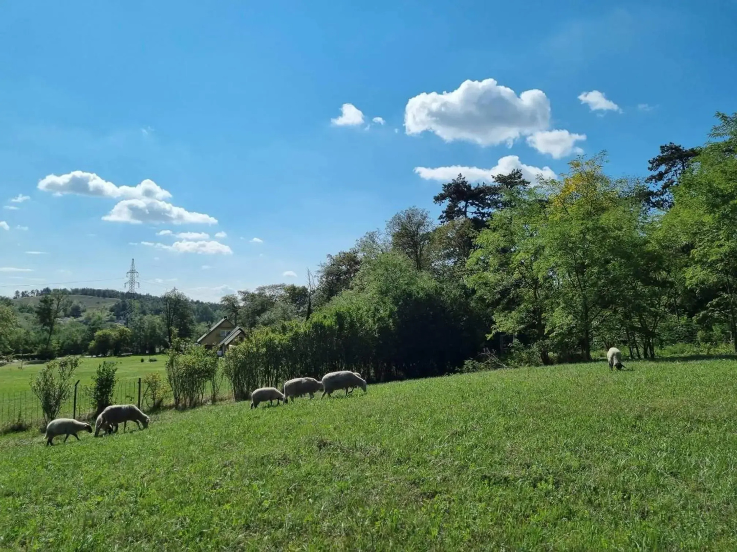 Pilikán Apartments - Park - Vineyard & Sheep farm