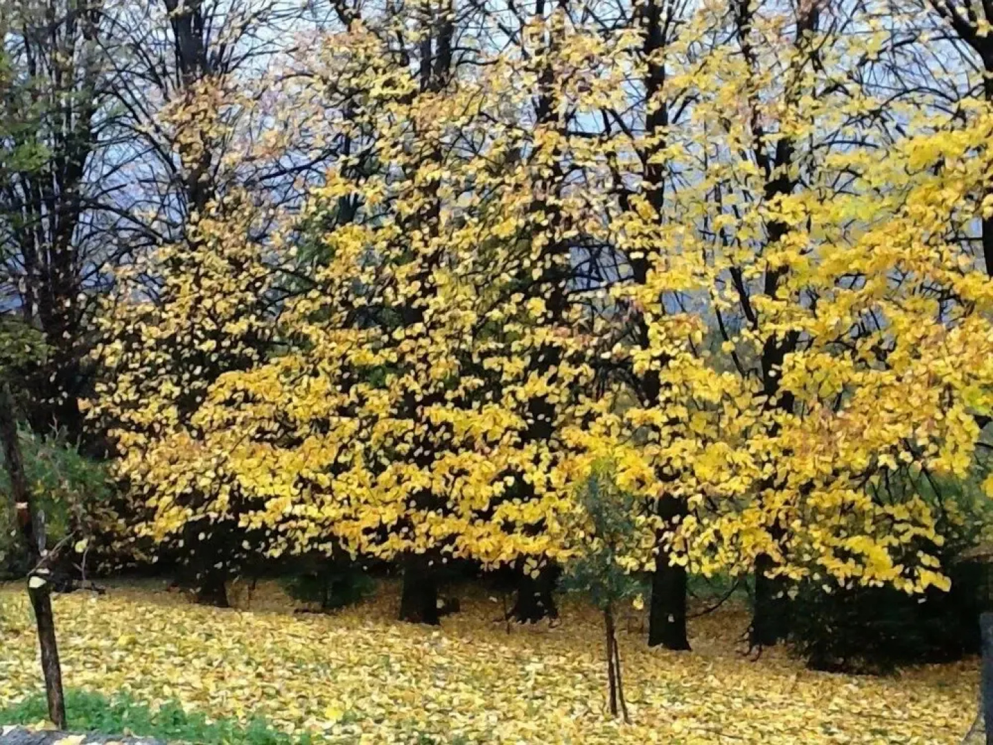 Agriturismo La Giassara