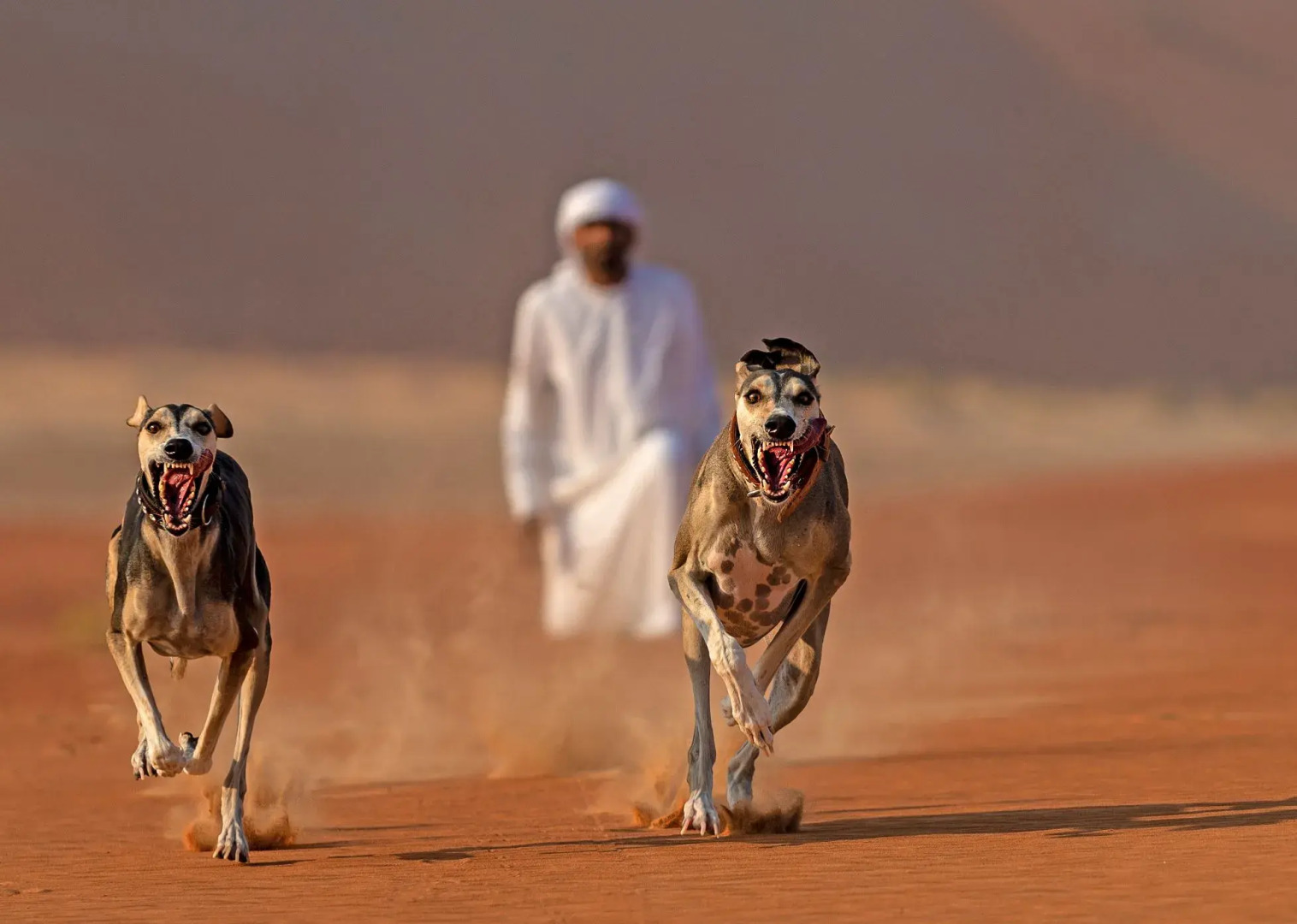 Royal Pavilion Villas by Qasr Al Sarab