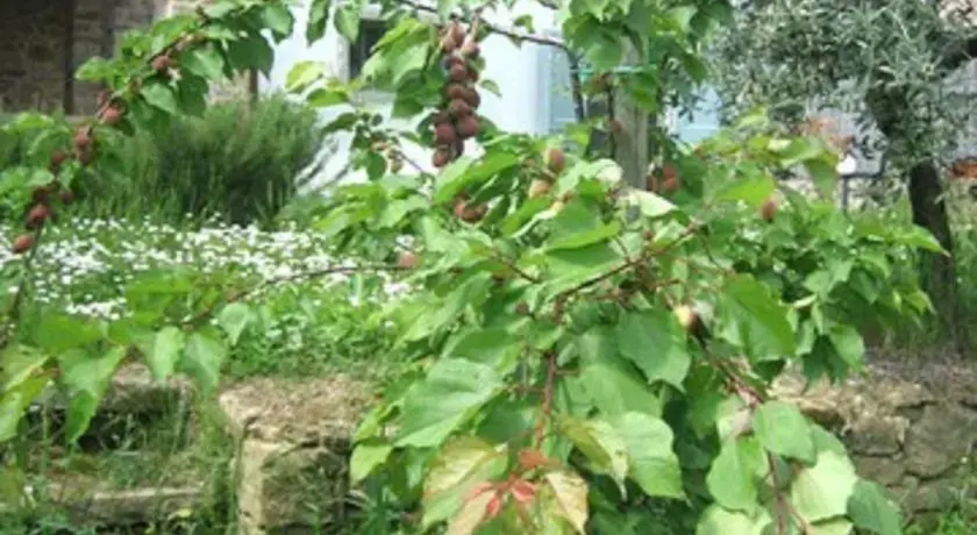 Casale Lo spigo