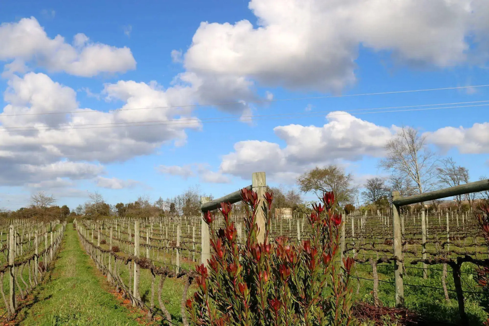 Belfield Wines and Farm Cottages
