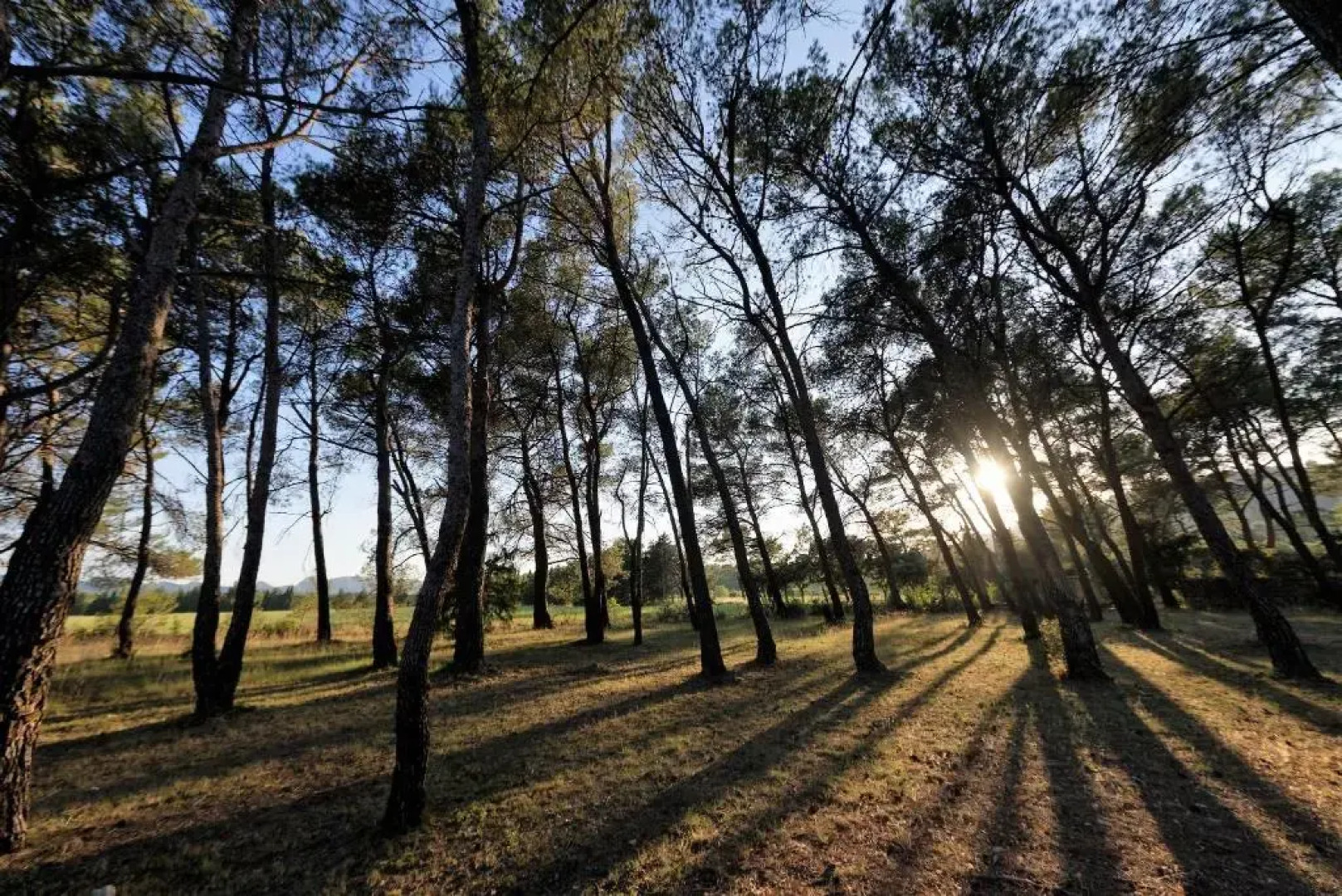 Domaine la Pierre Blanche