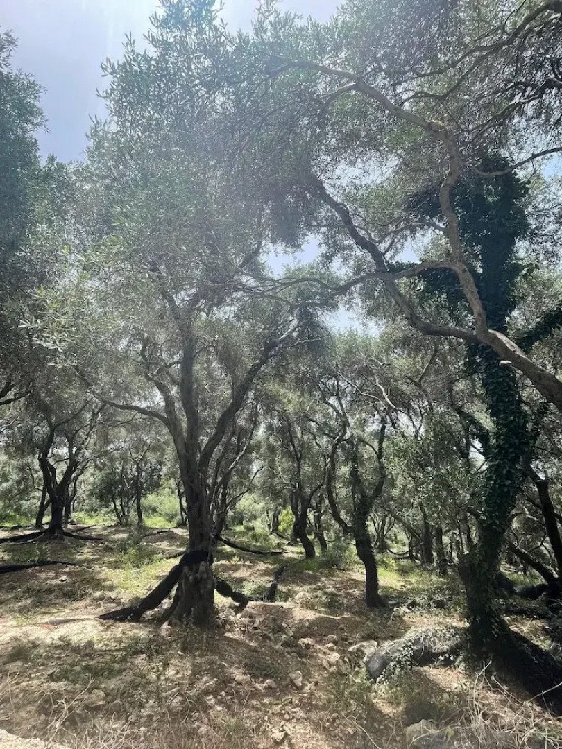 Villa Elysium Parga Luxury Detached Property in Private Grounds