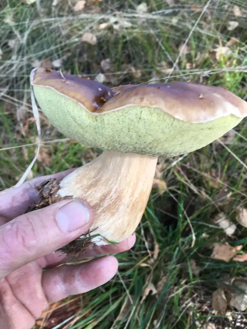 Agriturismo La Virginia