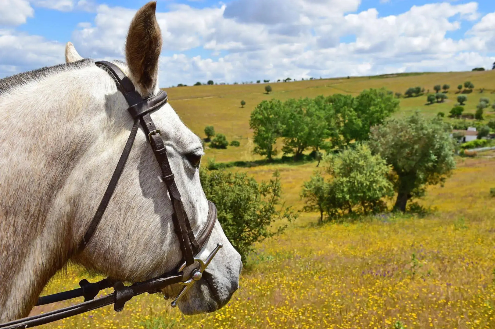 Pousada Convento de Arraiolos - Historic Hotel