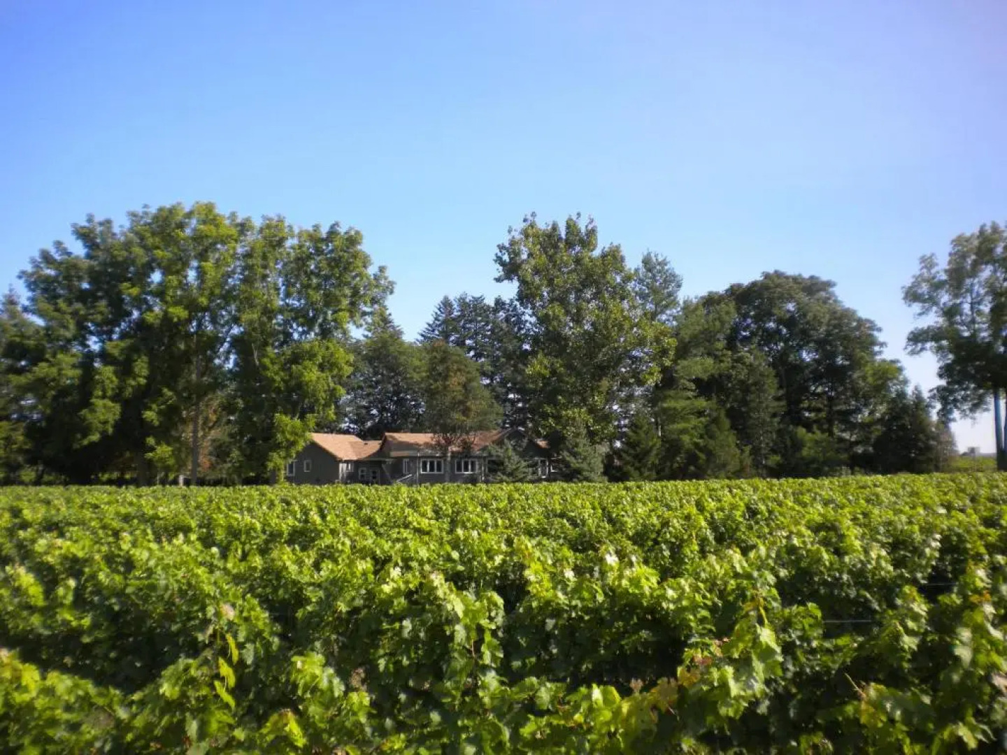 Vineyard Villa Bed & Breakfast