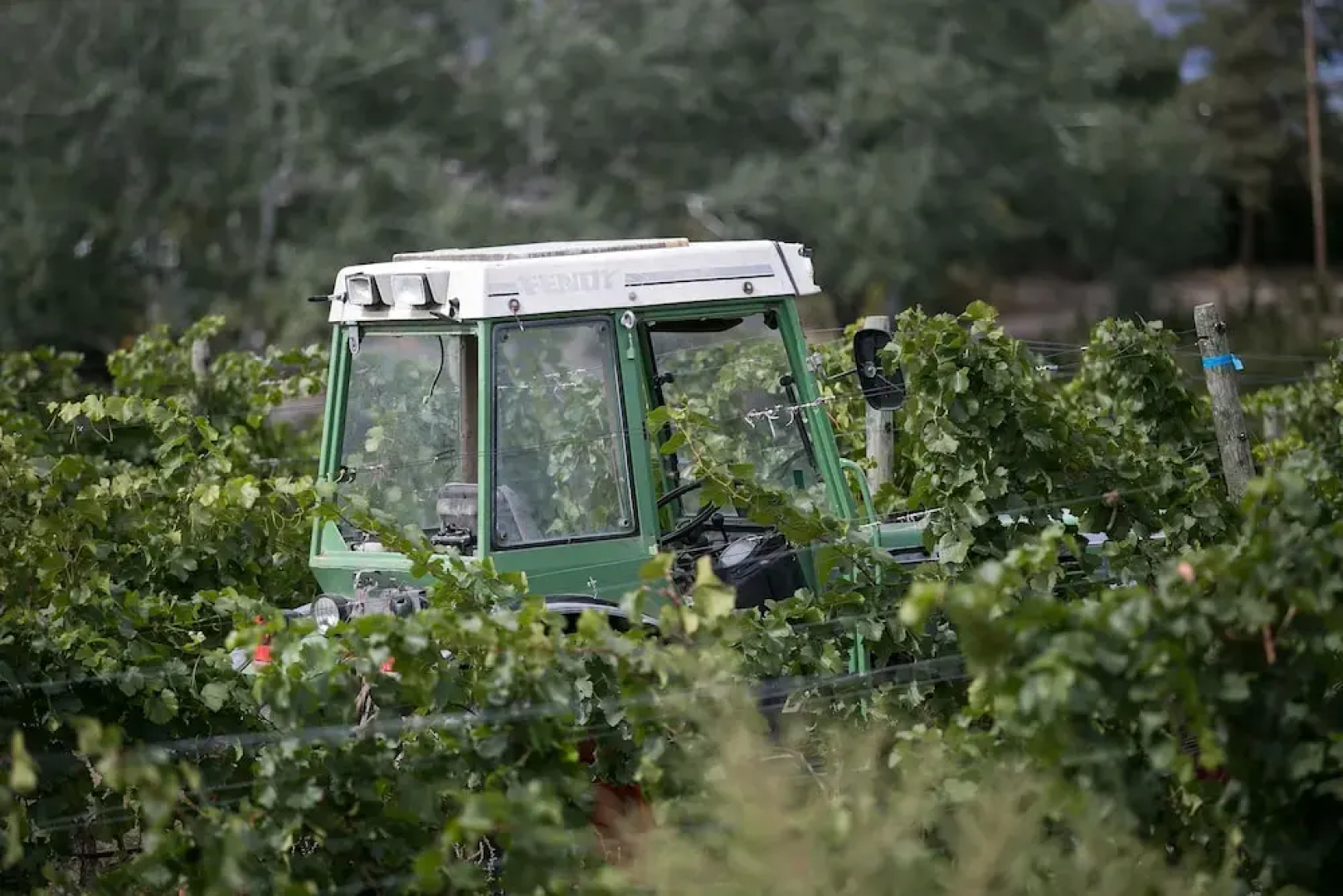Therapy Vineyards