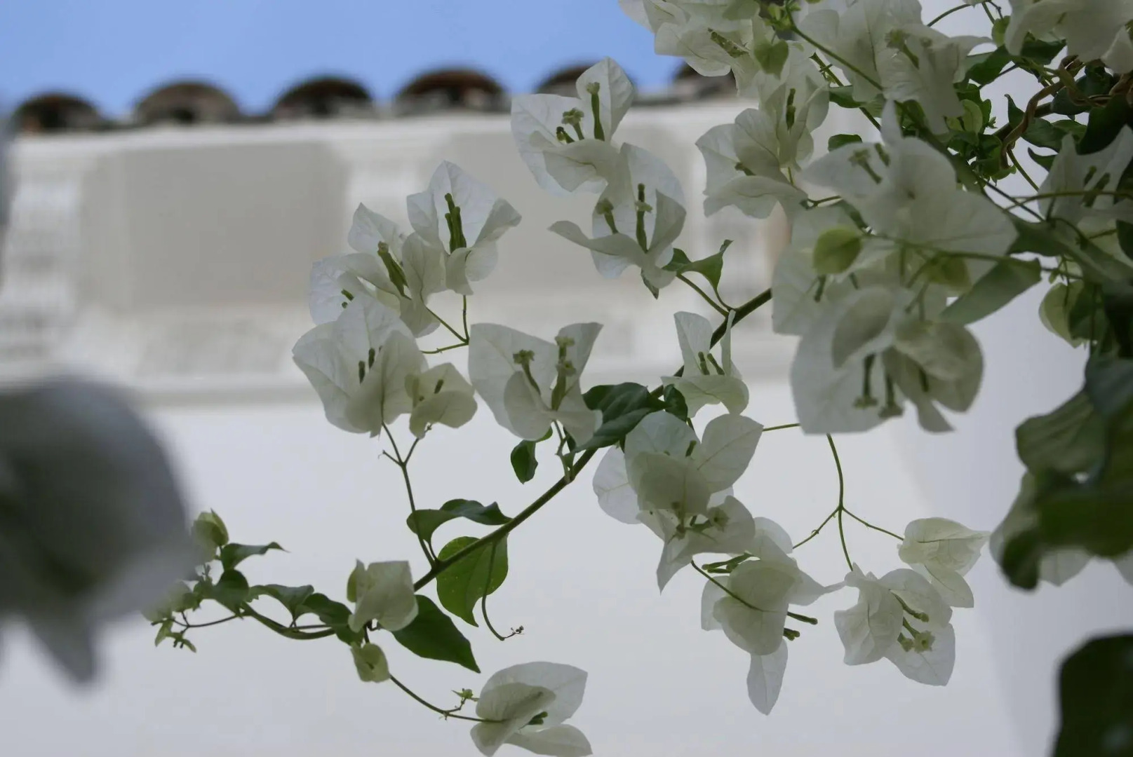 Riad Les Orangers d'Alilia