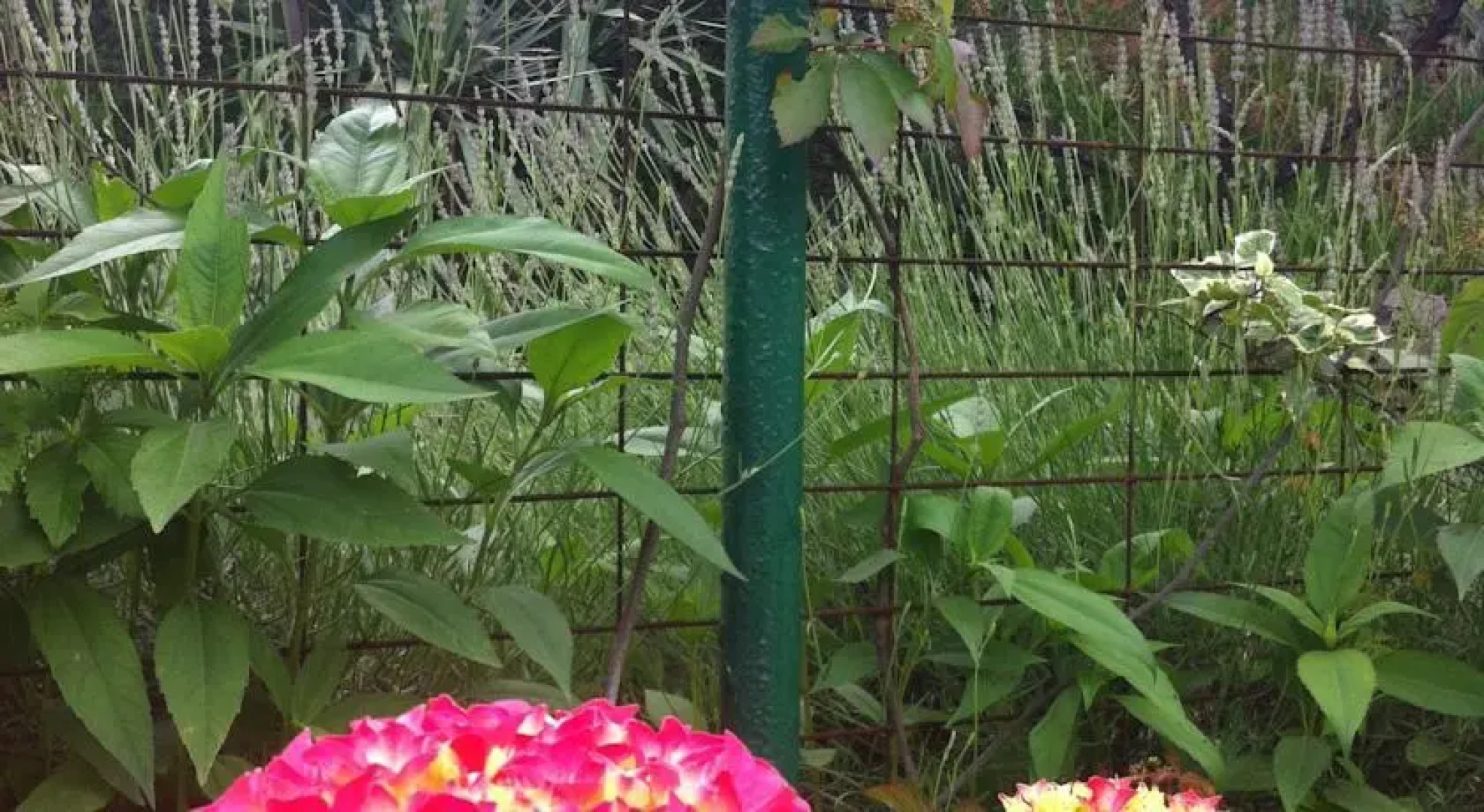 Apartments Skrivaneli