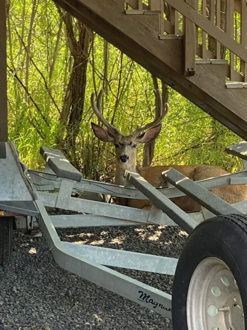 The Red Cottage by Casago Mccall - Donerightmanagement