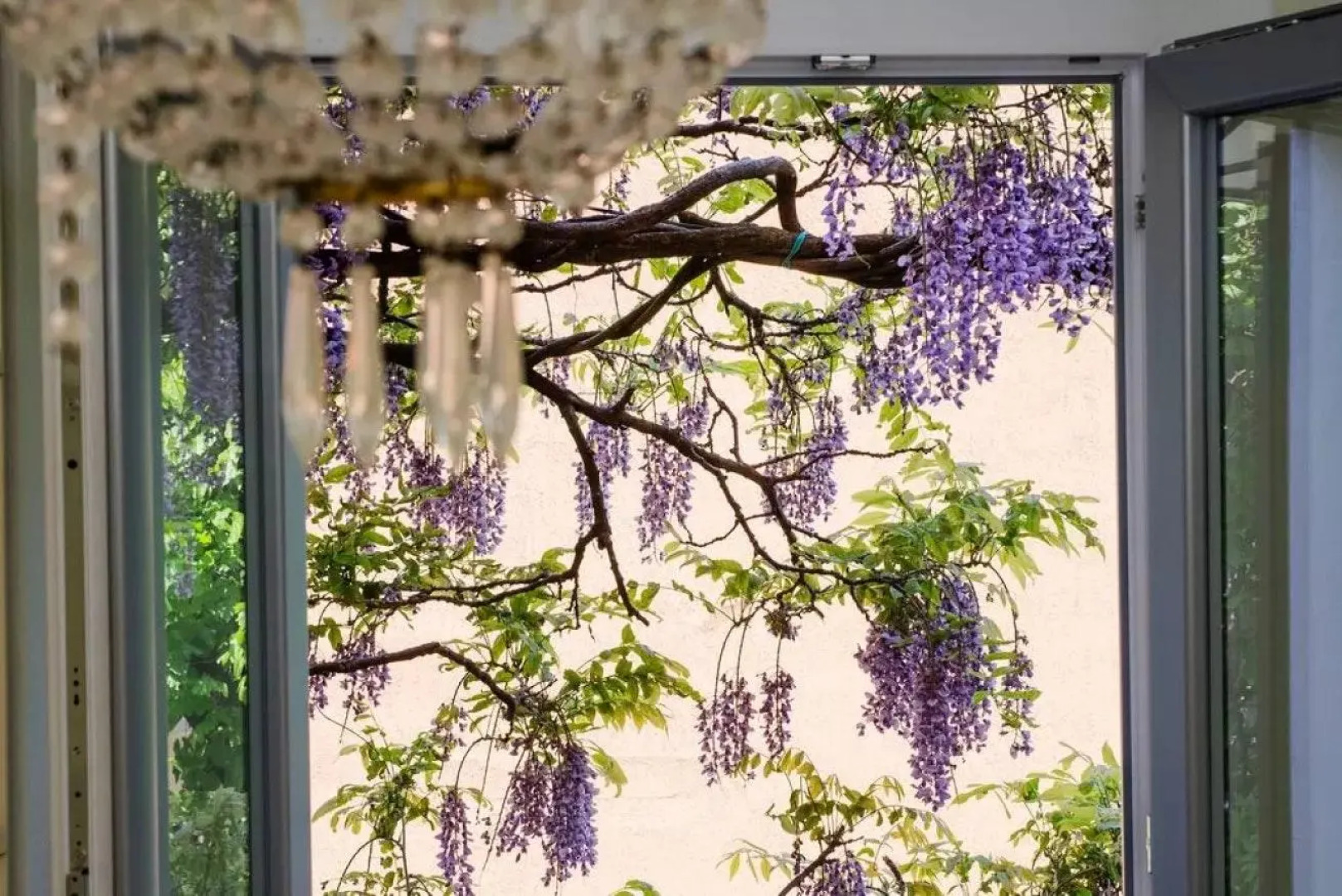 ALTIDO Wisteria House