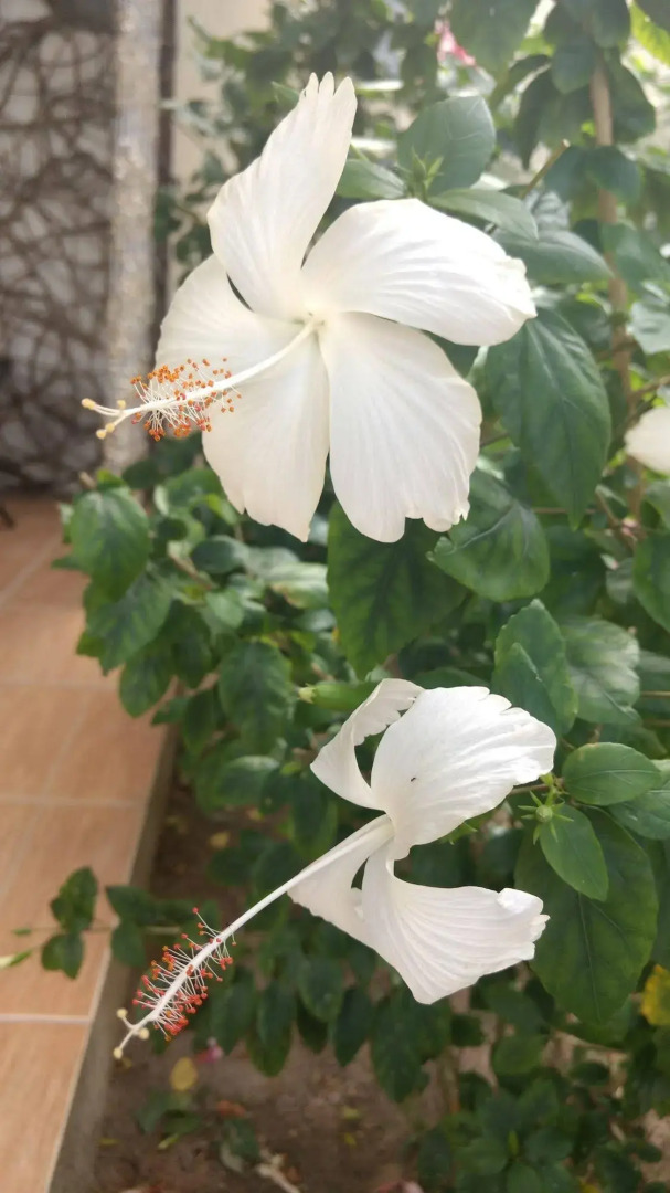 Pousada Flores do Mar