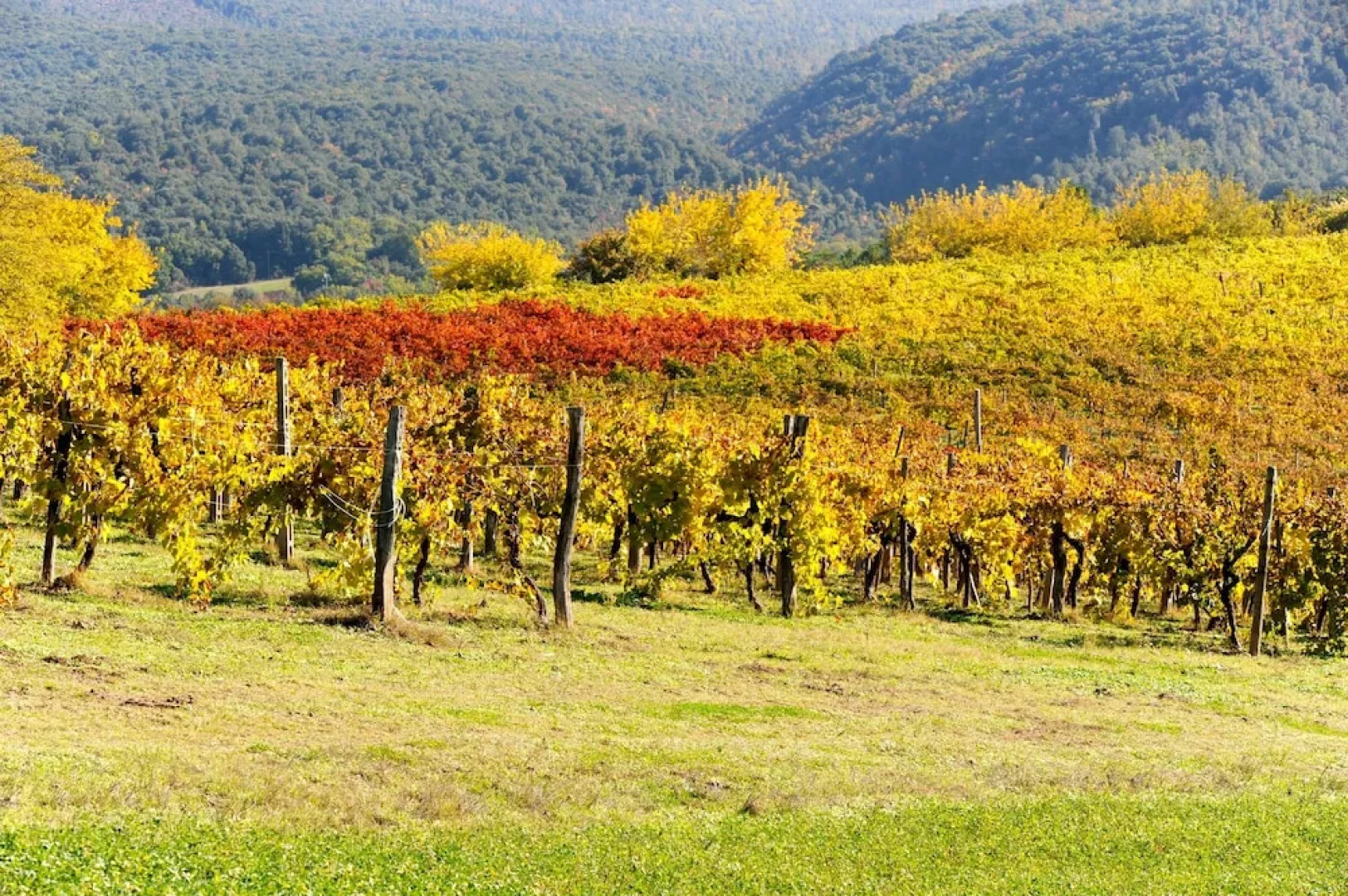 Tenuta Bichi Borghesi