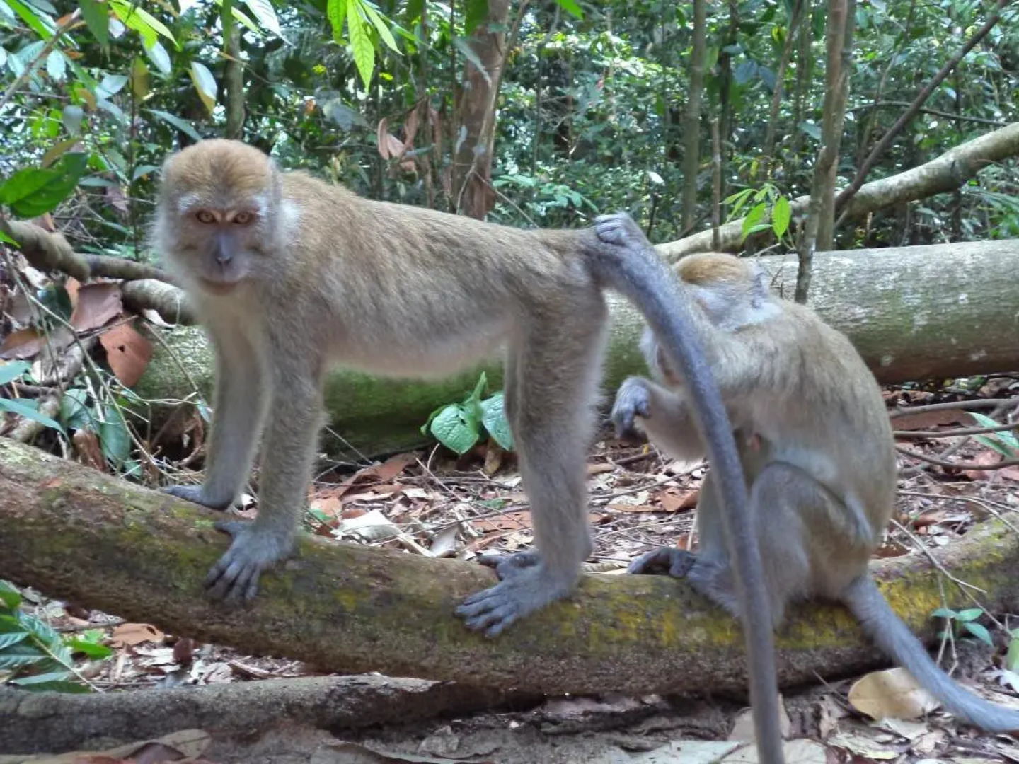 Ida Guest House & Restaurant