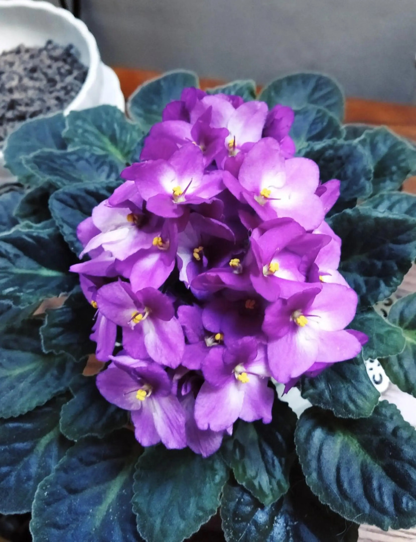 Penzion U Lucerny s malou farmičkou