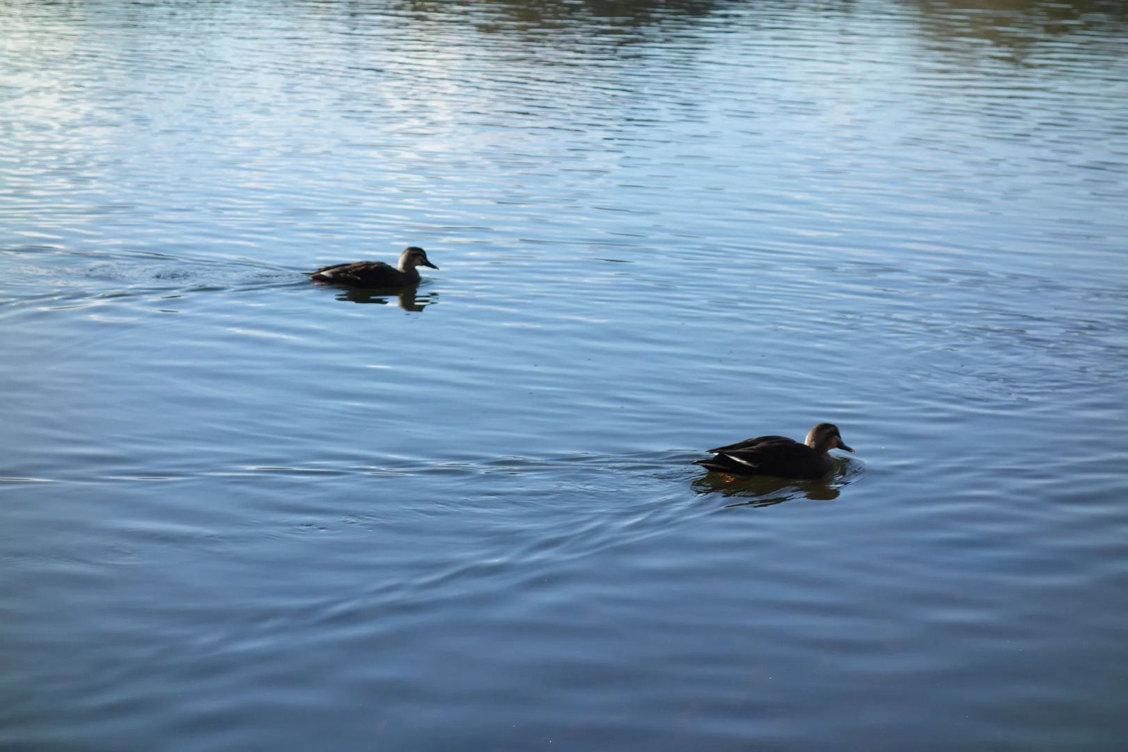 Izu Ippeki lake lakeside terrace