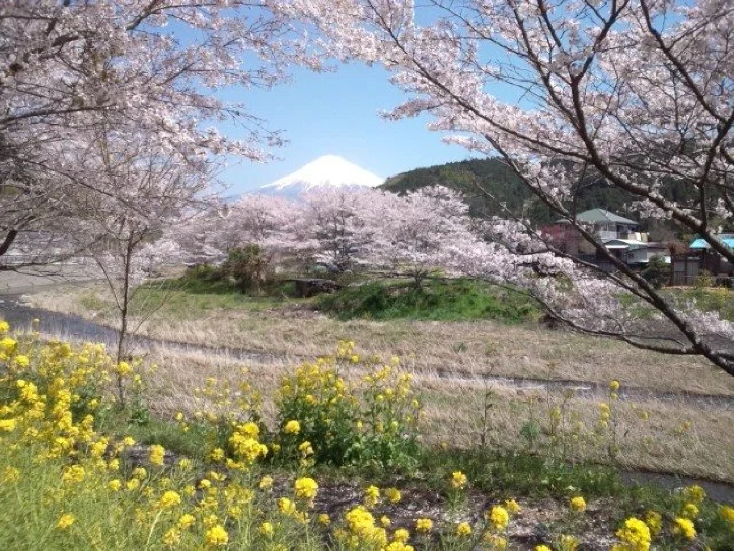 Urijima Onsen Suikouen Sakura