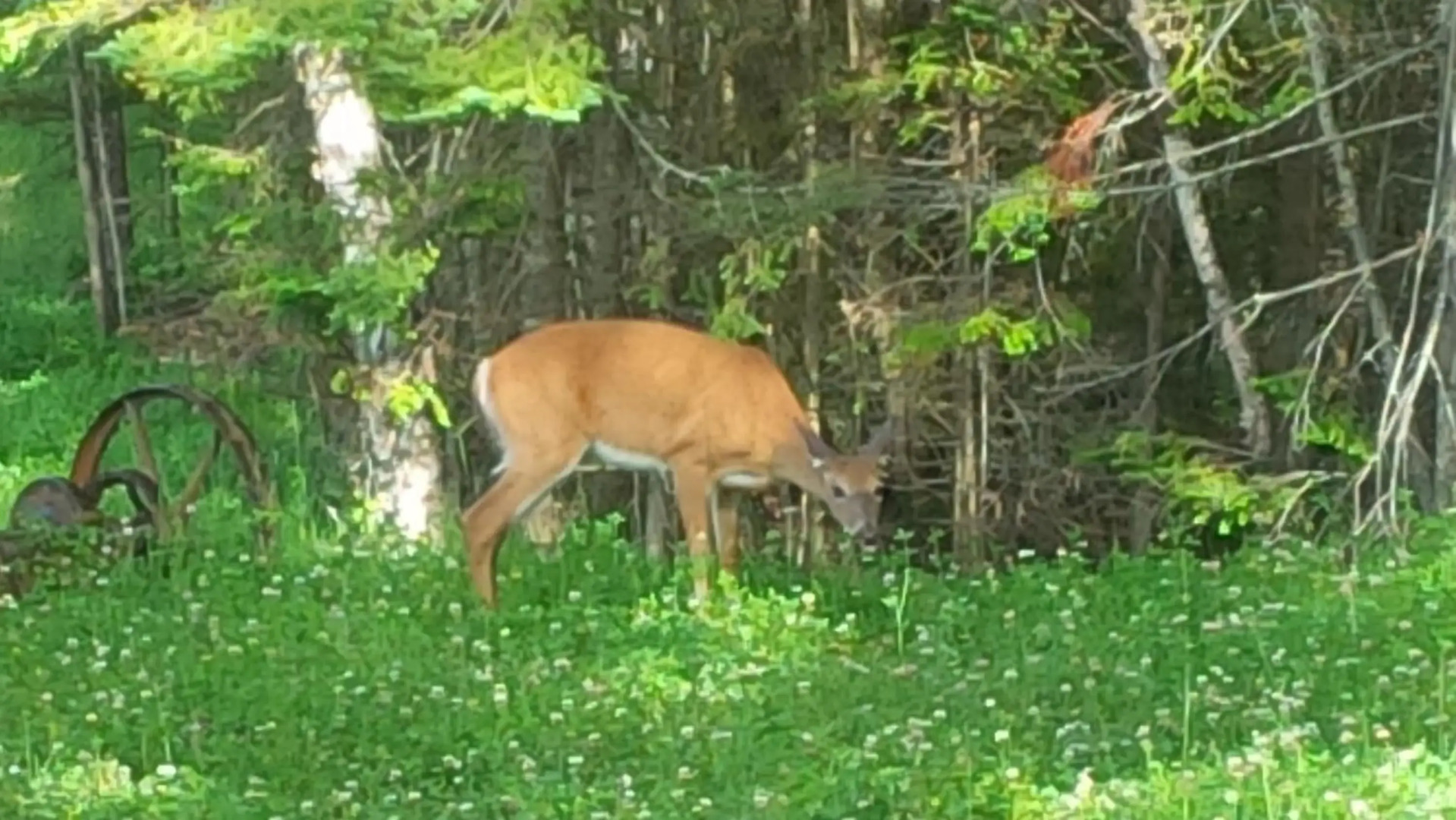 Chalet F116 Mont-Tremblant Nord