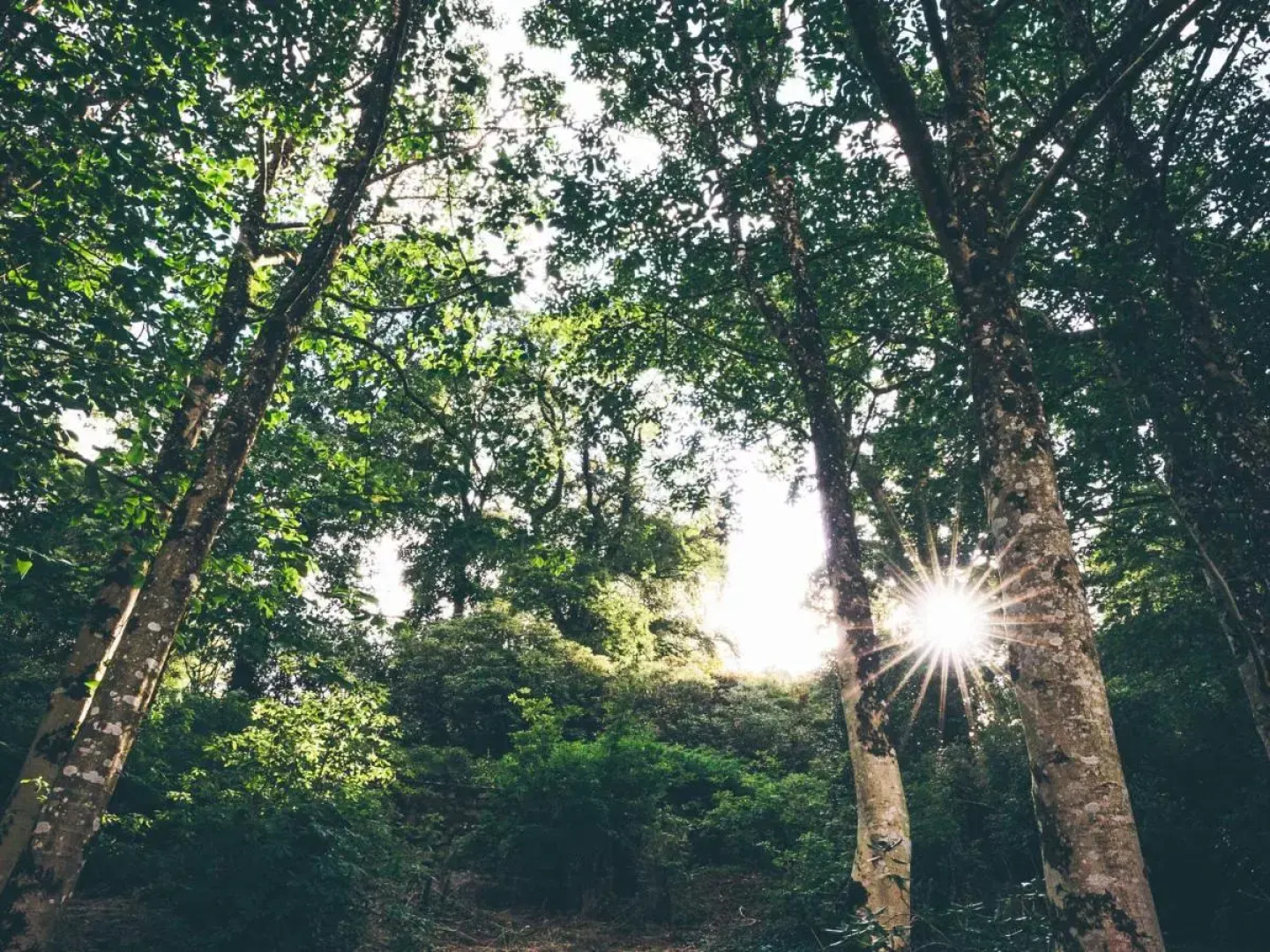 The Forest at Mount Congreve Gardens