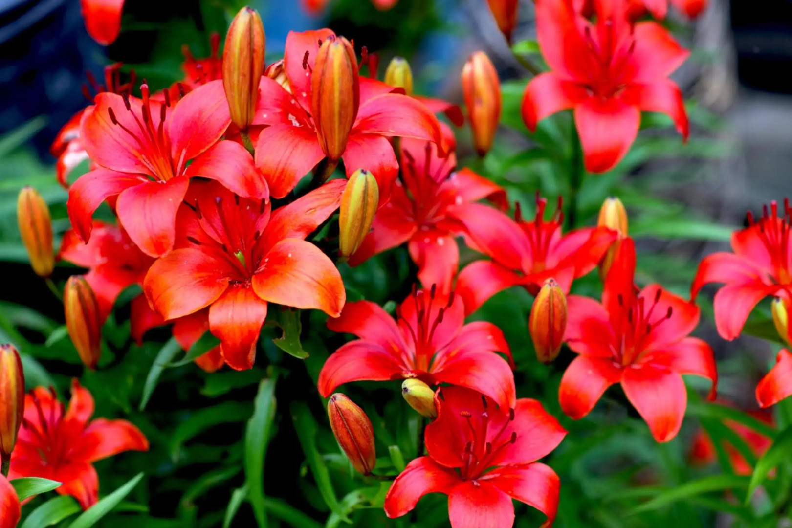 Theater and Beach Apartment