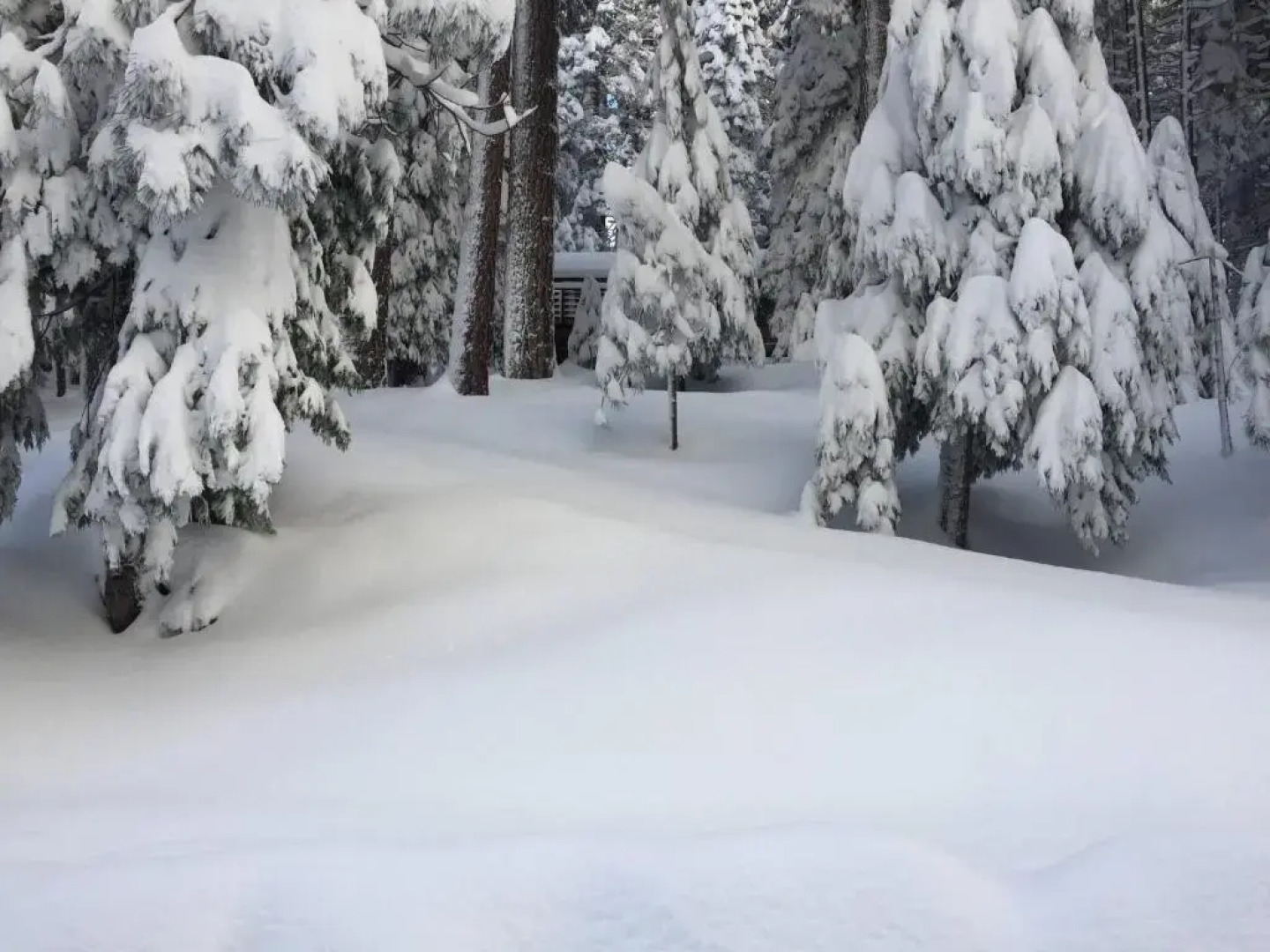 Highlandhouse Kid Dog-friendly