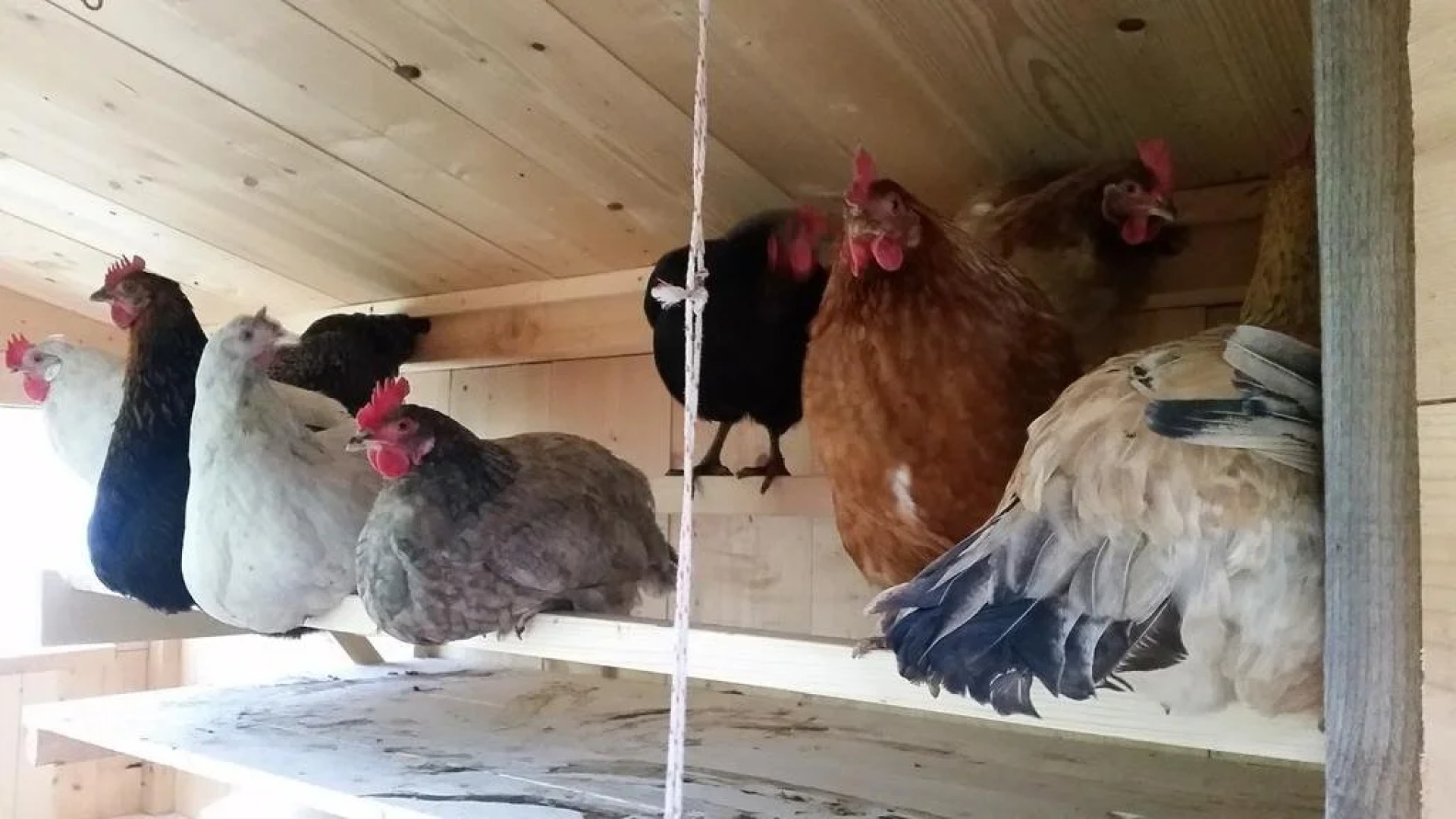 Bio-Bauernhof Grillschmied