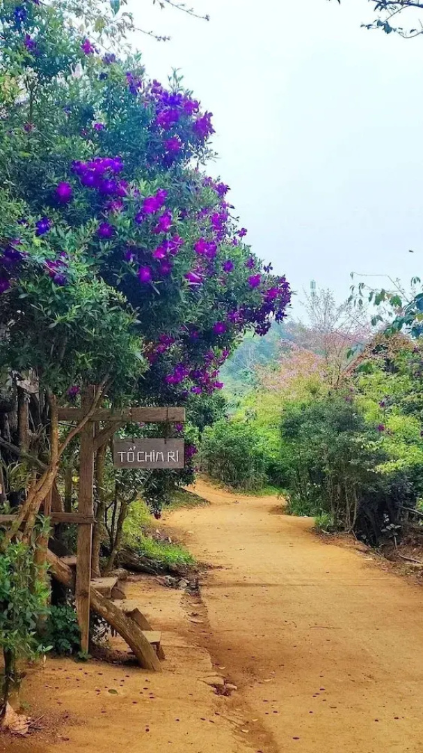 To Chim Ri Homestay Mang Đen