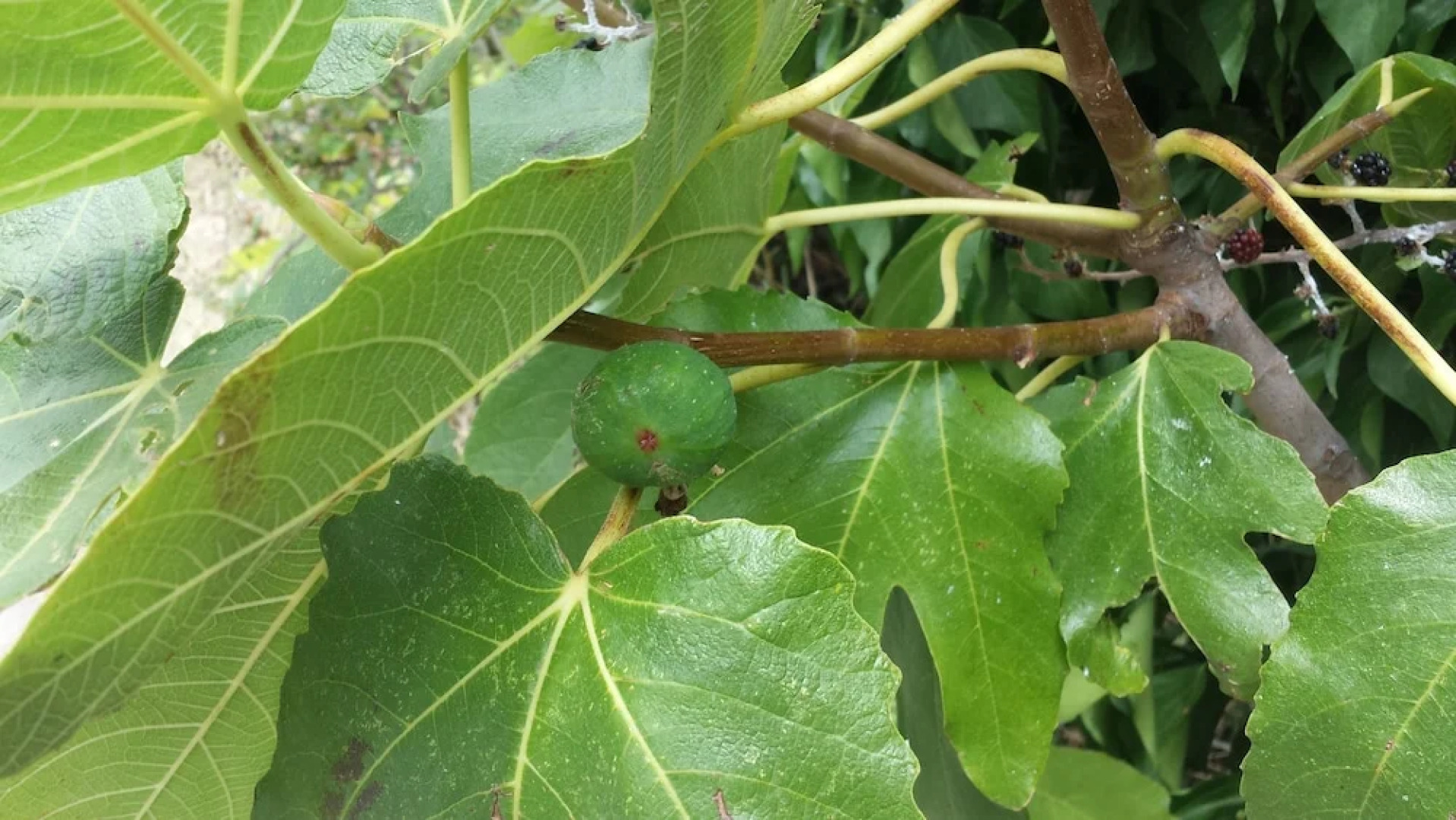 Hotel Restaurant Landhaus Rebstock