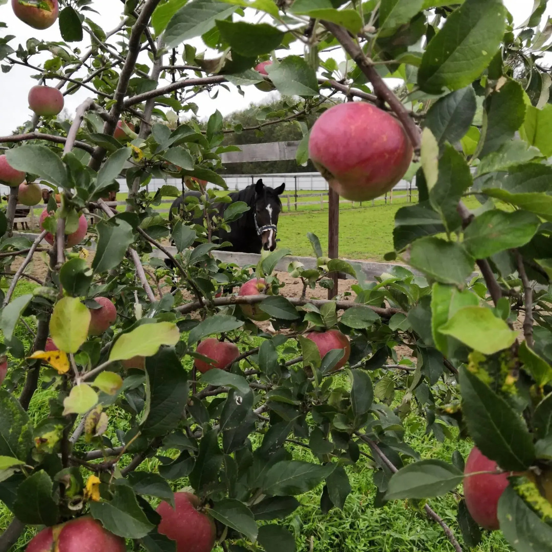 Усадьба Красивая