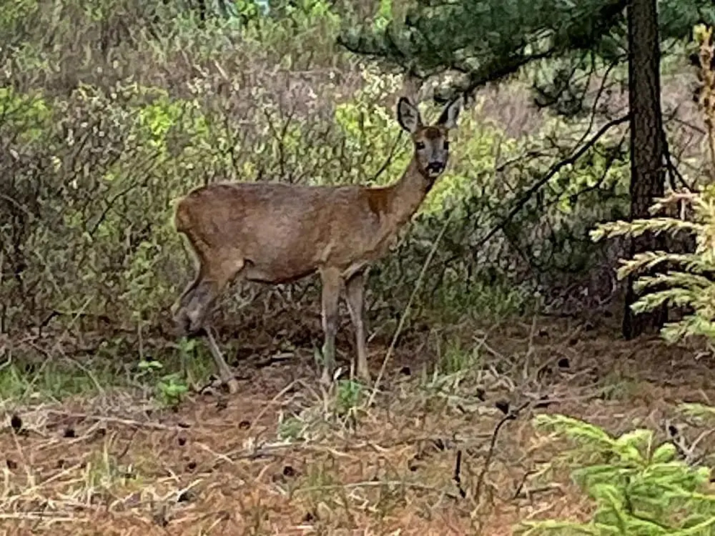 6 Person Holiday Home in Romo