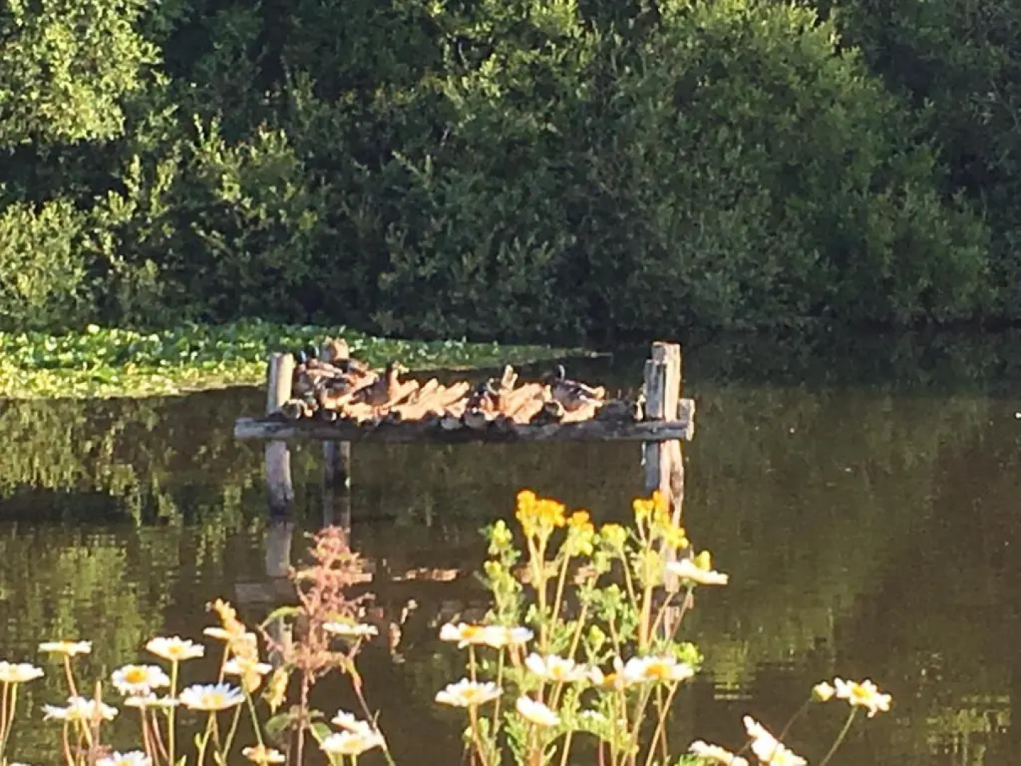 Maison d'hôtes les Escures