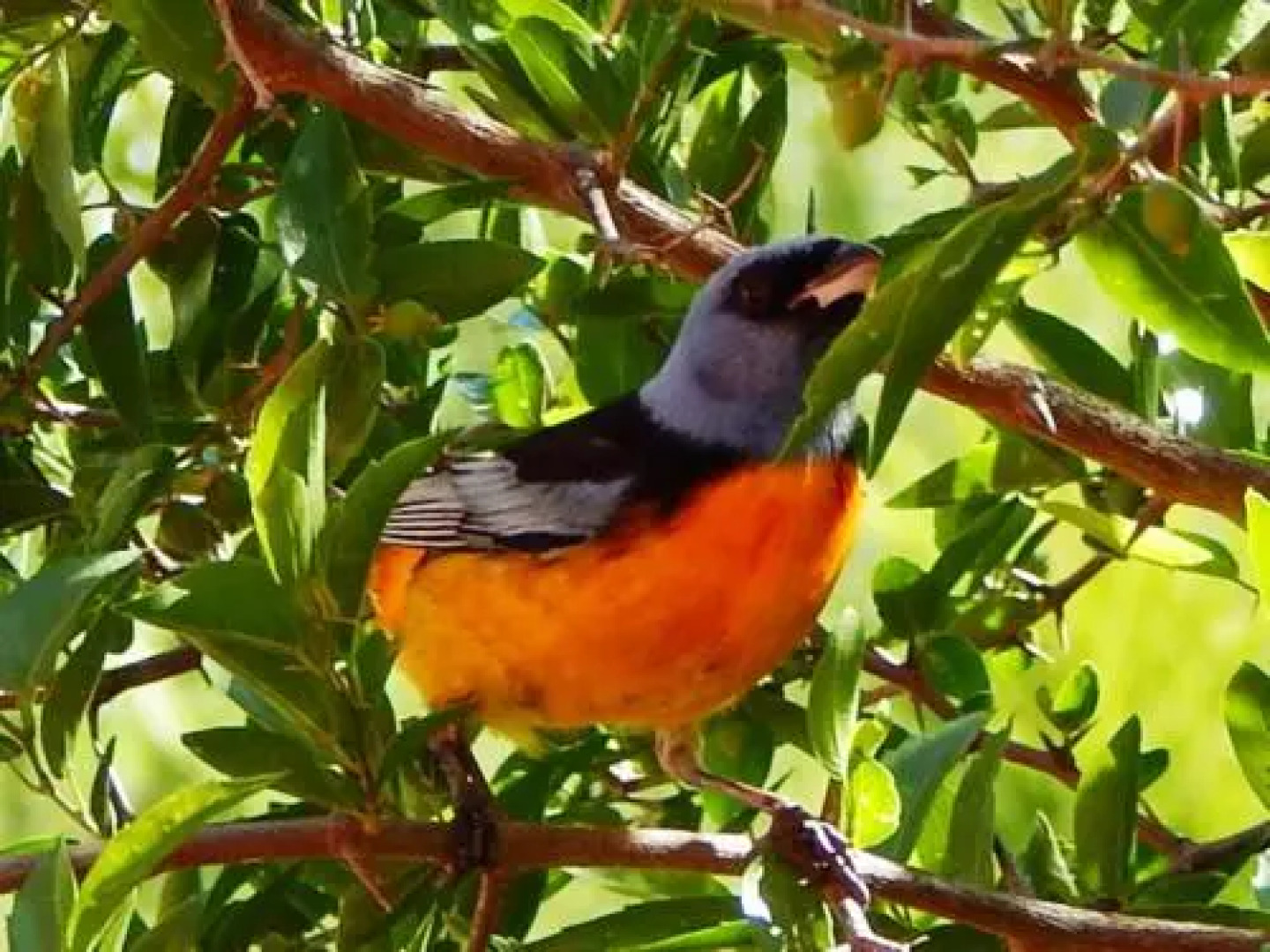 Morada La Silvestre Cabanas