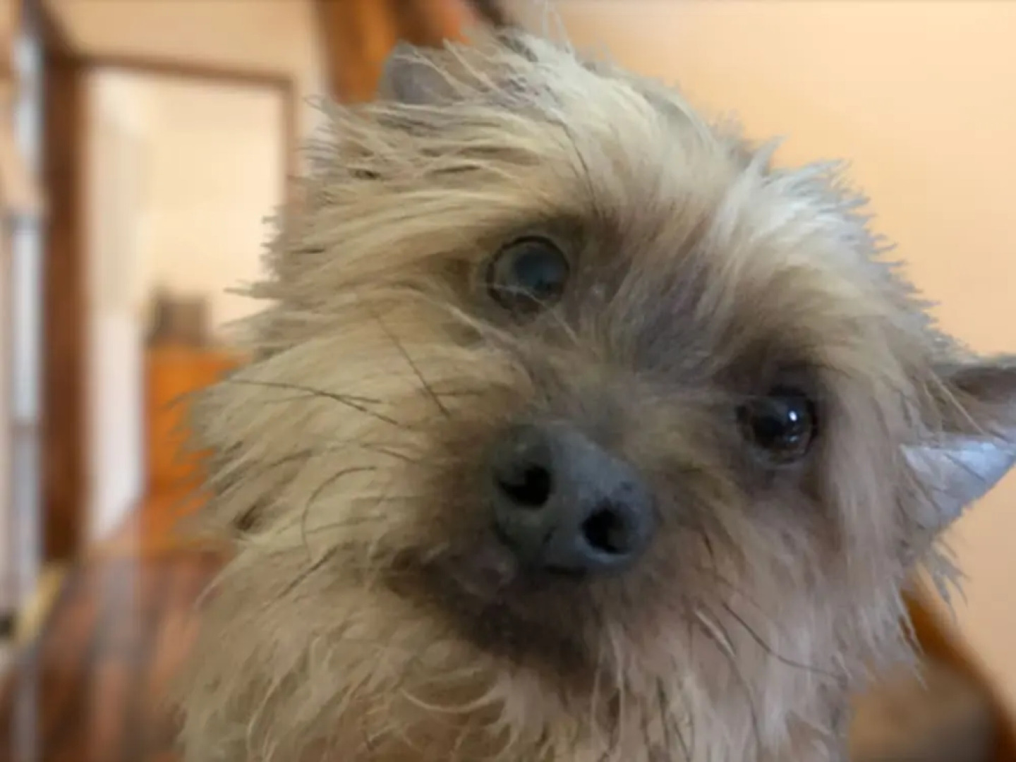 4-bed Detached, Pet Friendly House in Nelson