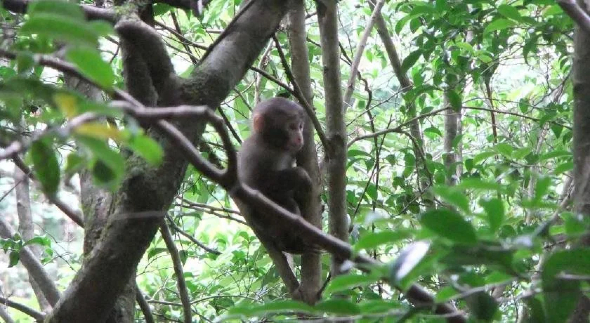 Iyashino Minshuku Tonton