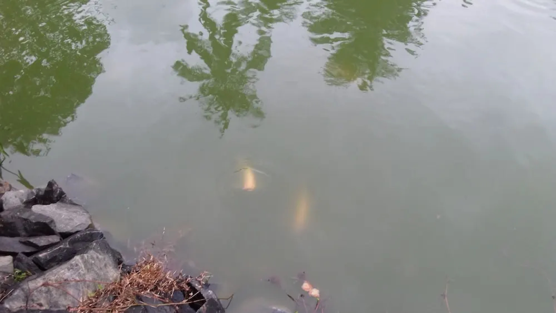 Lakeside Hybrid Villa