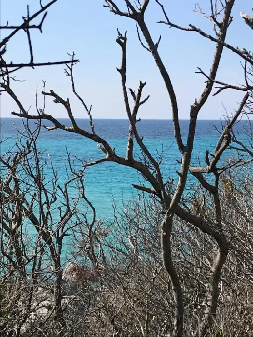 Au pied des oliviers