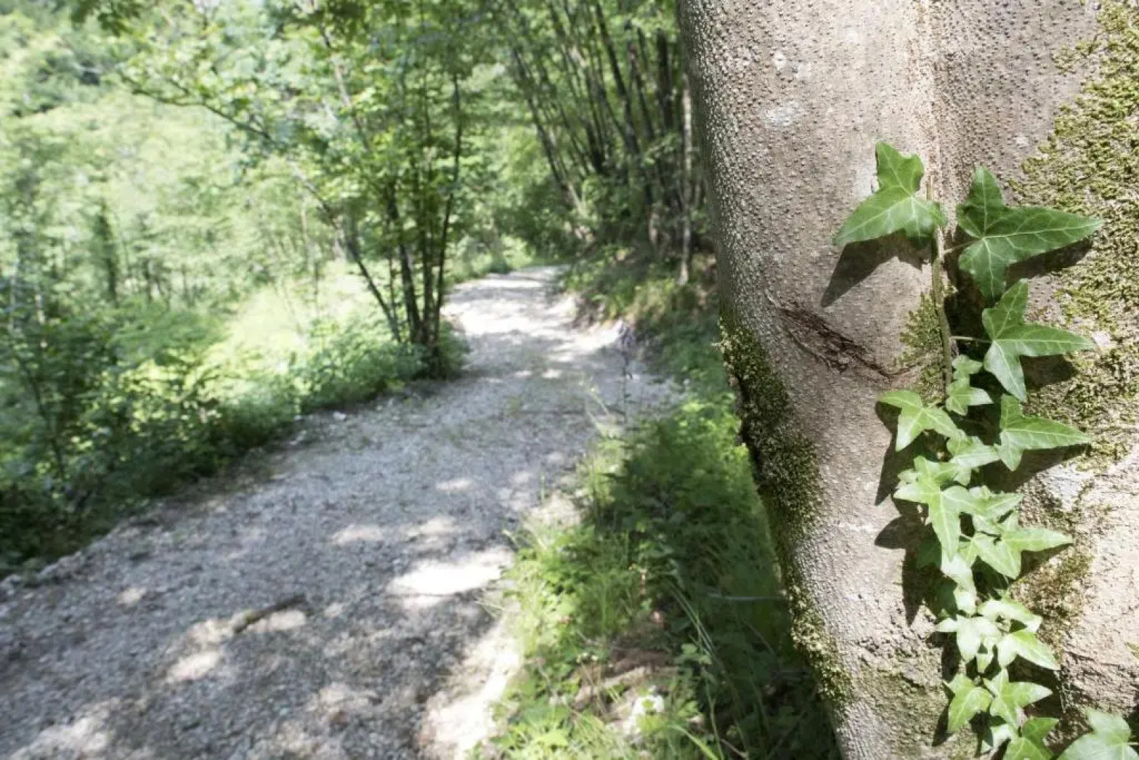 Agriturismo Maso Rocca