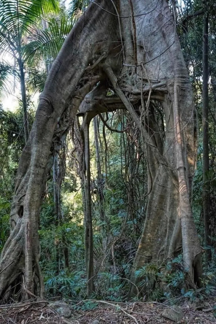 Tailwaggers Rainforest Retreat