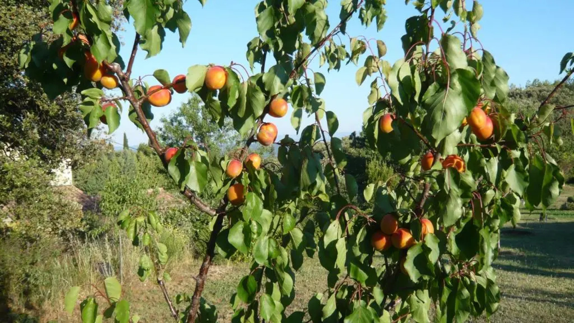 Les Hauts de Vaugines entre Lourmarin et Cucuron