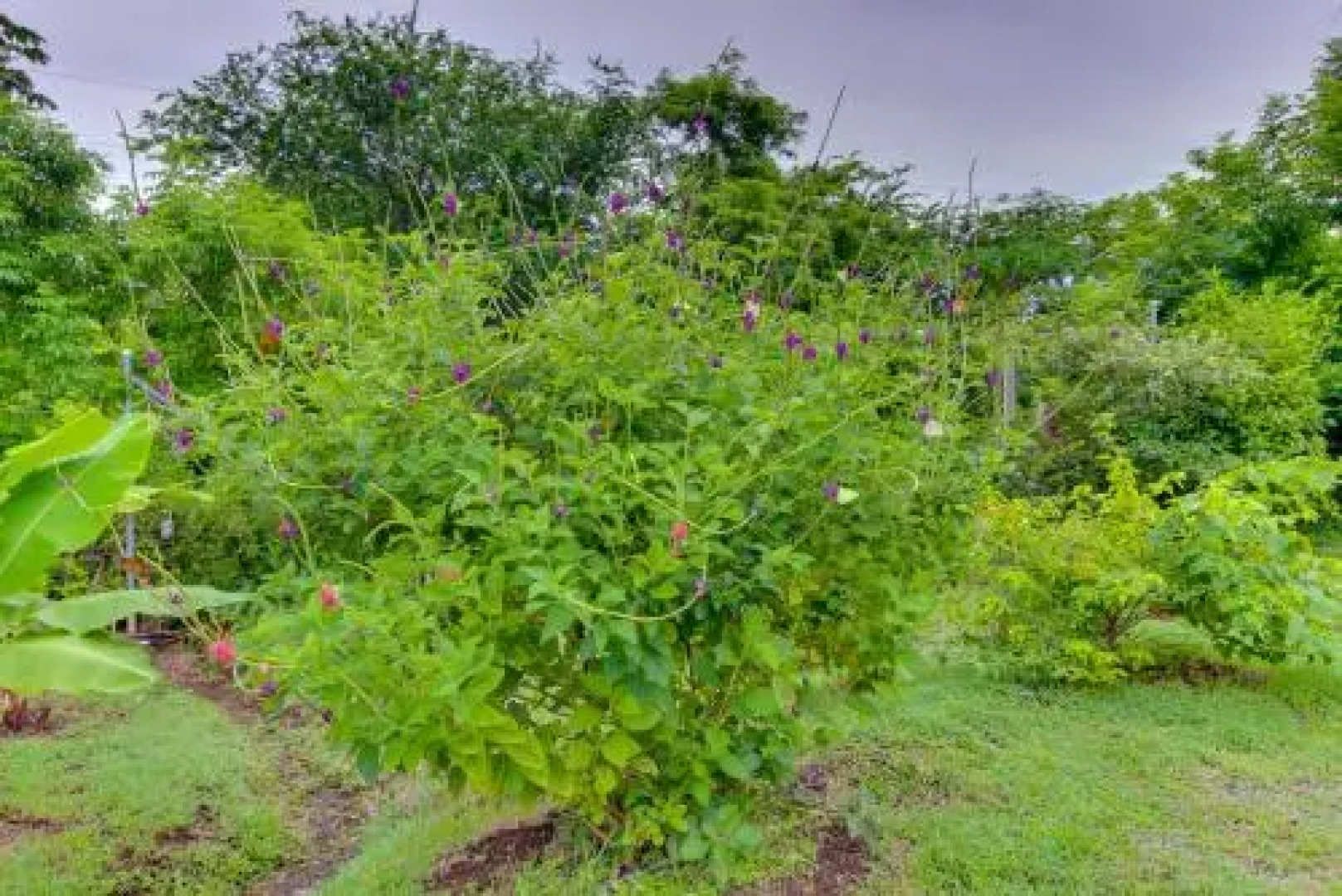 Bahia Pez Vela Villa #29