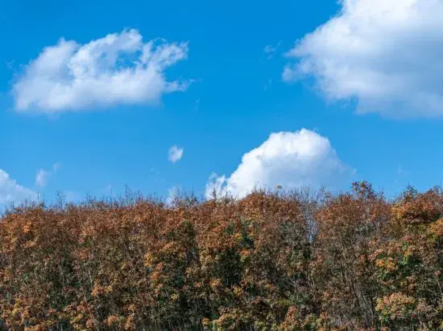 Nanlahe Paya Resort Hotel