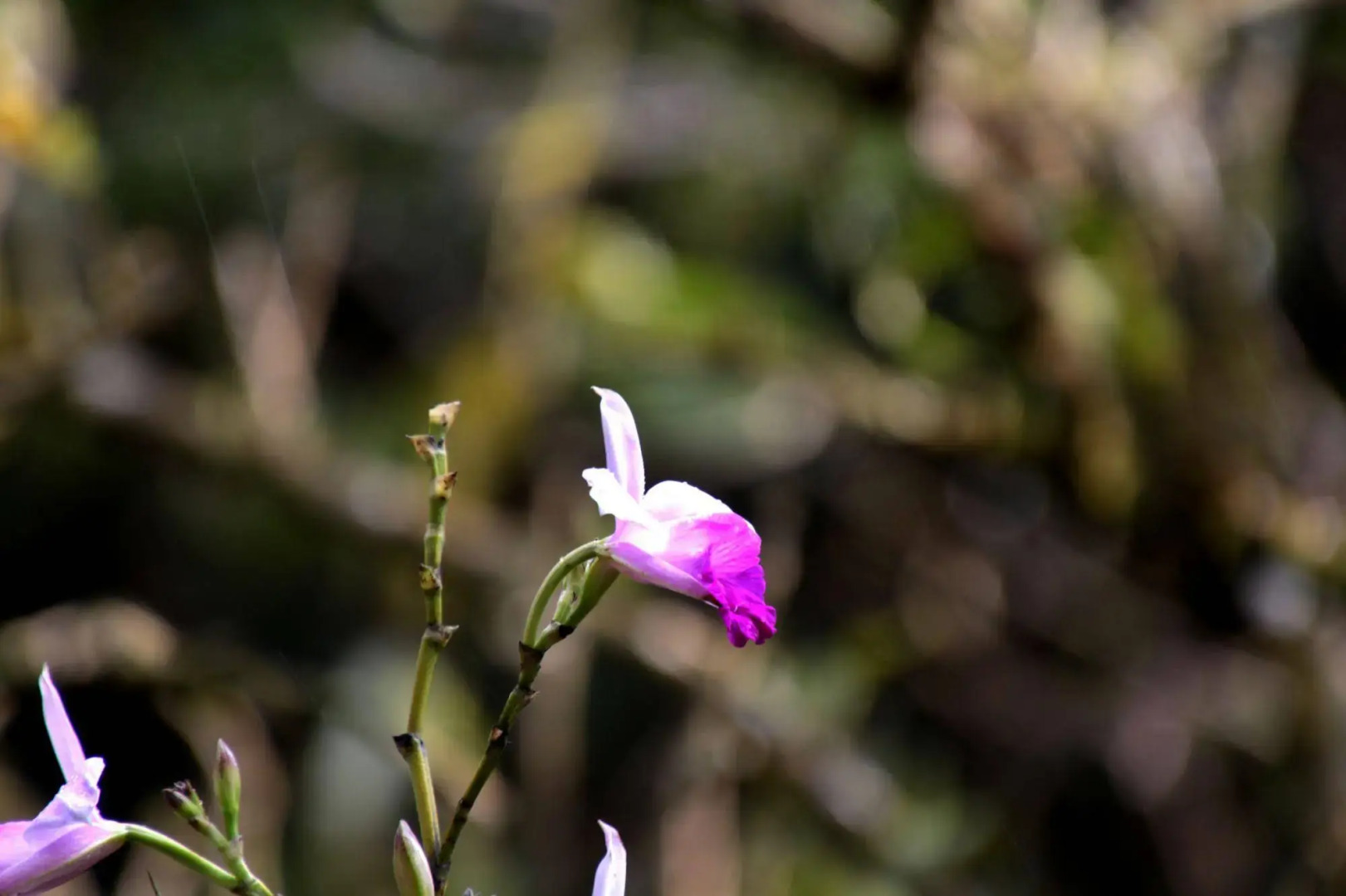 Hotel Holístico Monteverde