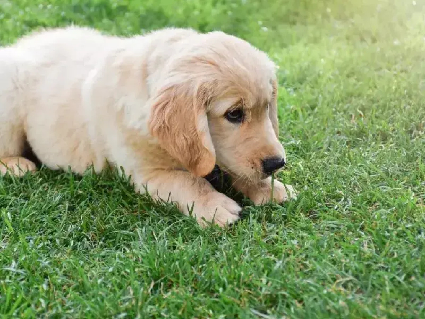 Resort Natur O Grove 3000