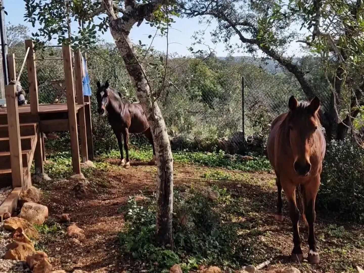 Tiny House & Horses Hébergement Atypique à Loulé